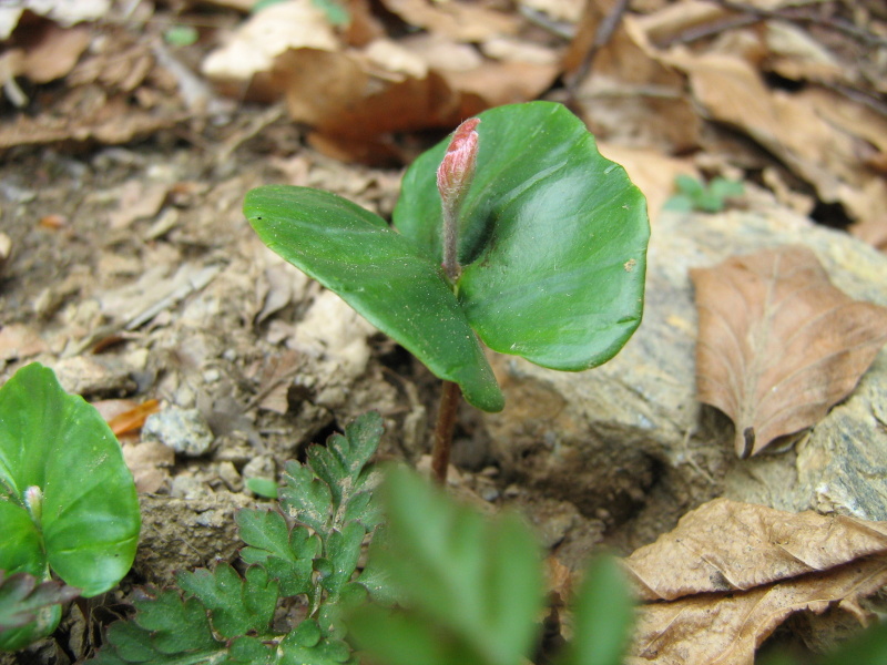 Plantula di Fagus sylvatica